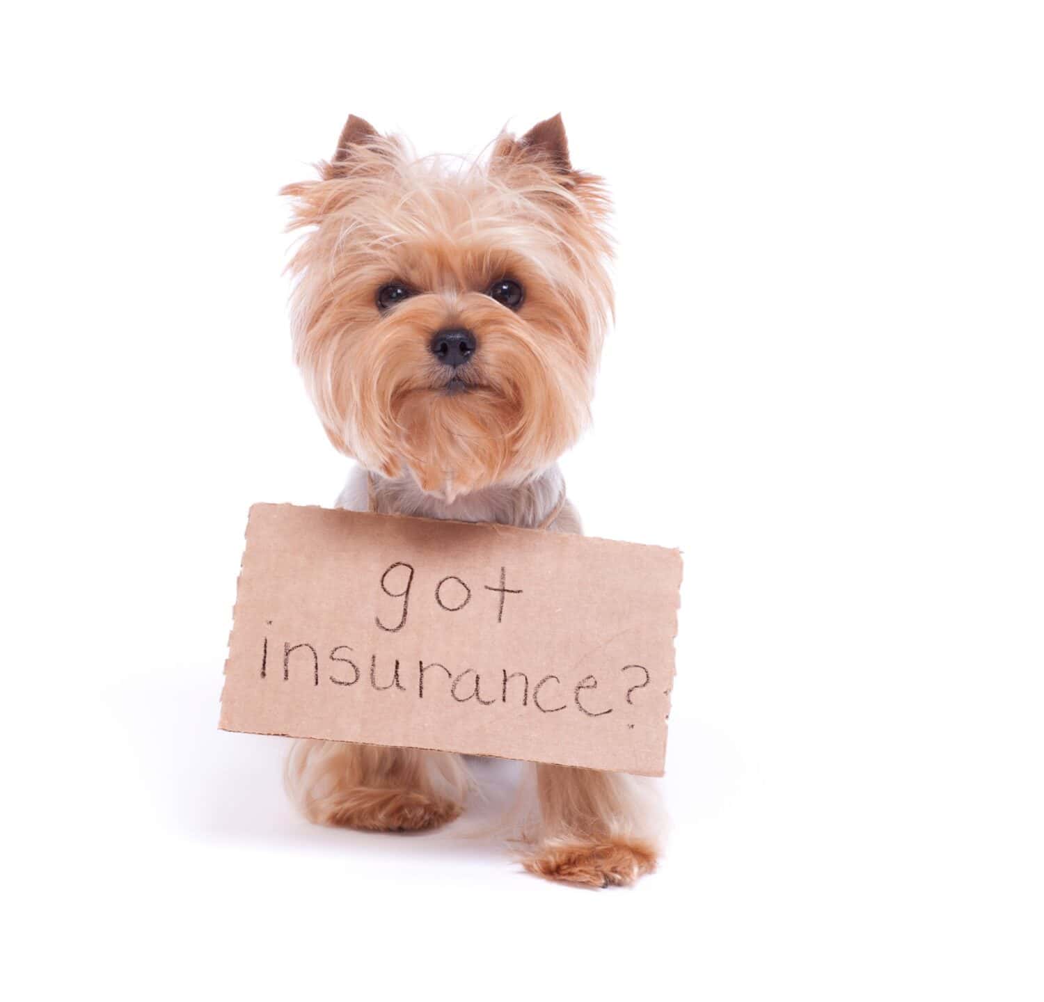 Pet Insurance